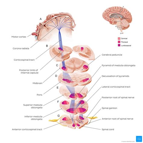 Corticospinal Tract Physiopedia