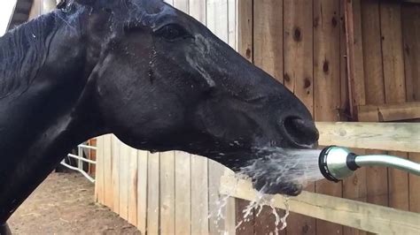 Horse Drinking Water Slow Motion Youtube