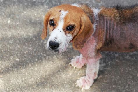 Sarna Demodécica En Perros Demodex Canis Síntomas Y Tratamiento