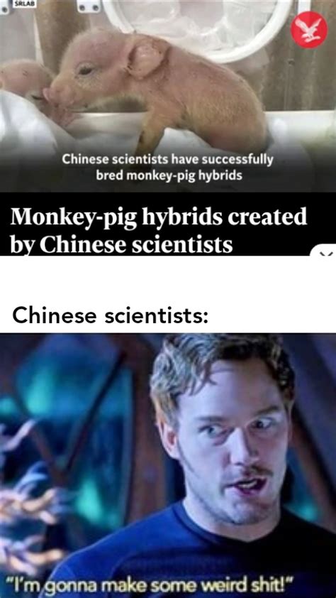 Hmm Yes The Pig Here Is Made Out Of Monkey Rmemes