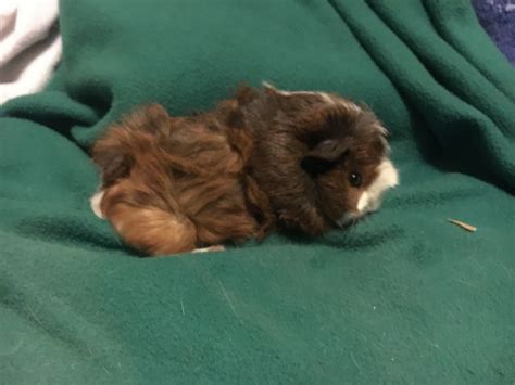 Abyssinian Guinea Pig Rodents For Sale Cleveland Heights OH 189726