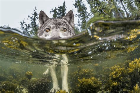 Wolf Nature Water Lake Forest Wallpapers Hd Desktop And Mobile