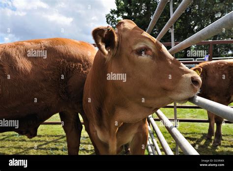 Limousin cattle at an agricultural show Stock Photo - Alamy