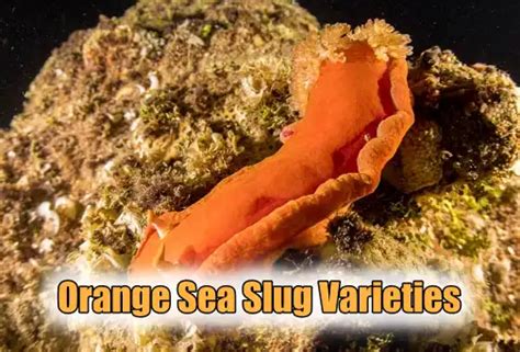 Exploring 15 Orange Sea Slug Varieties, 2024