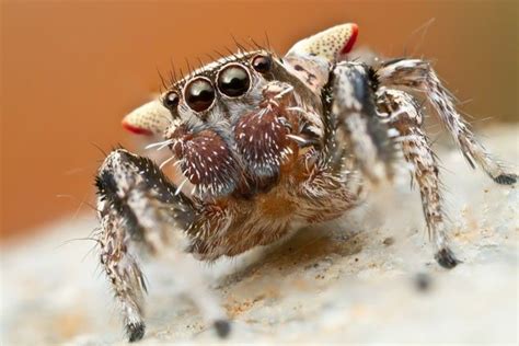 Incredible Jumping Spiders Make Their Own Music Jumping Spider