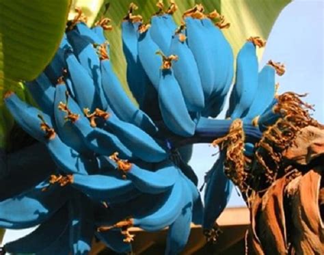 Fakta Blue Java Banana Pisang Biru Yang Kaya Manfaat Okezone Health