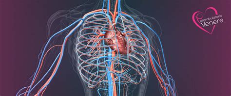 Chirurgia Vascolare Prevenzione E Cura Dellapparato Circolatorio