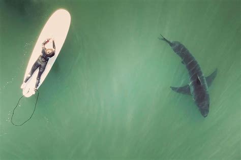 Great White Shark Bite Surfboard