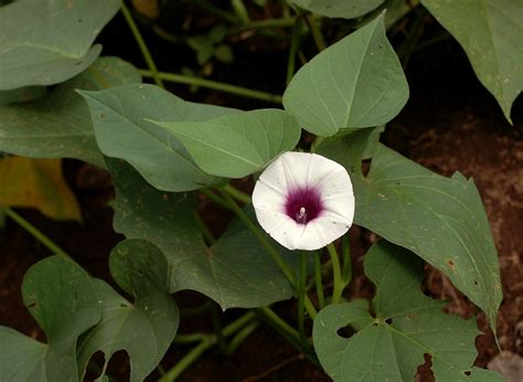 Flora Of Zimbabwe Cultivated Species Information Individual Images