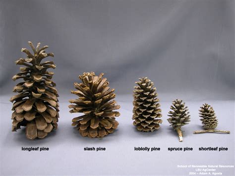 Loblolly Pine Cone