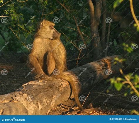 Chacma Baboon male stock image. Image of chacma, natural - 22118433