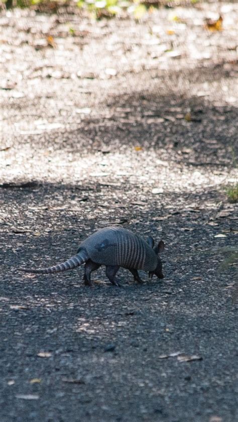 Nine banded Armadillo from Parque La Llovizna Ciudad Guayana Bolívar