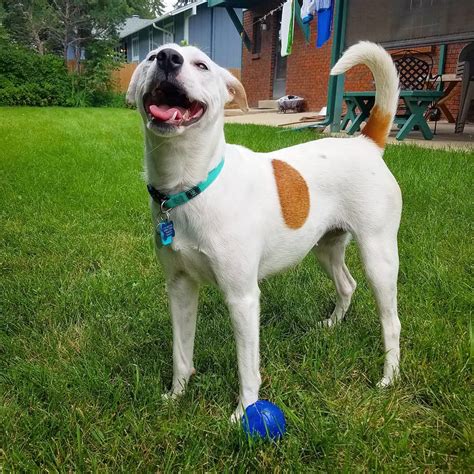 Guía Del Jackador Jack Russell Labrador Mix We Love Doodles Carlos