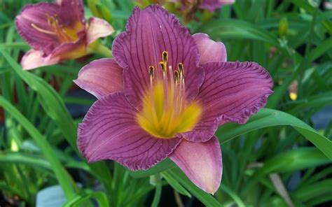 Hemerocallis Purple De Oro Daylily 1 Gallon Perennial