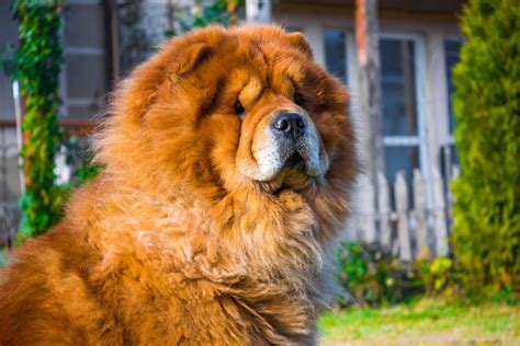 10 Most Beautiful Dog Breeds In The World 2025 List