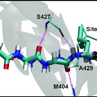 Structural Overview Of Dnak In Substrate Bound And Unbound States A