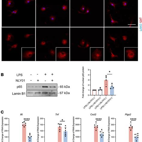 NLY01 Regulates LPS Stimulated Cultured Microglia Activation A