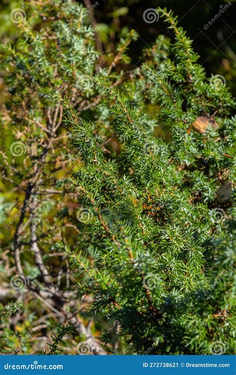 Juniperus Communis The Common Juniper Is A Species Of Conifer In The