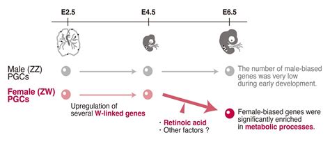 Researcher Team Investigates Sex Determination Mechanisms In Birds Asia Research News