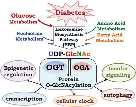 Metabolic Stress And Cardiovascular Disease In Diabetes Mellitus