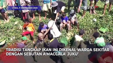 Unik Tradisi Tangkap Ikan Saat Musim Kemarau Di Gowa Sulawesi Video