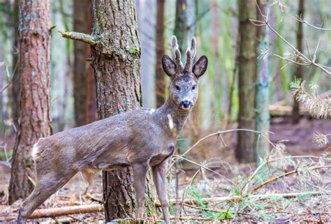 Roe Deer Portrait Stock Image Image Of Wildlife Deer 68417439