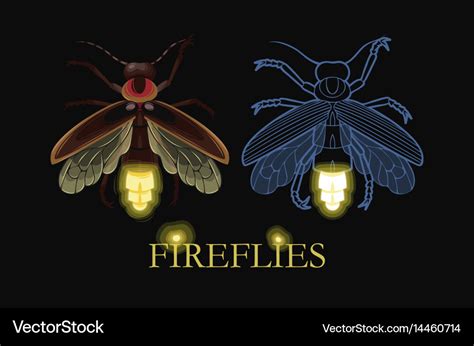 Glowing firefly Royalty Free Vector Image - VectorStock