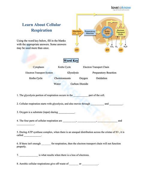 Learn About Cellular Respiration Worksheet