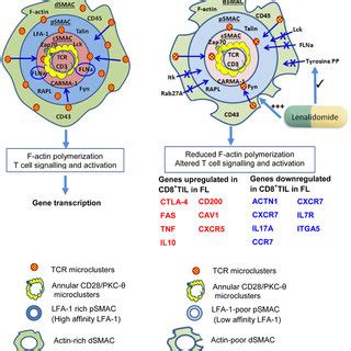 Differences Are Apparent Between Immunological Synapses Formed By B