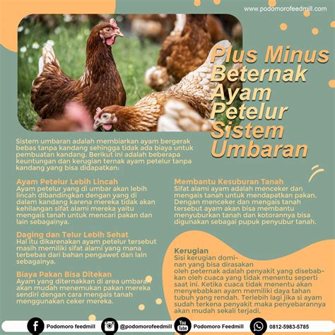 Ternak Ayam Petelur Newstempo