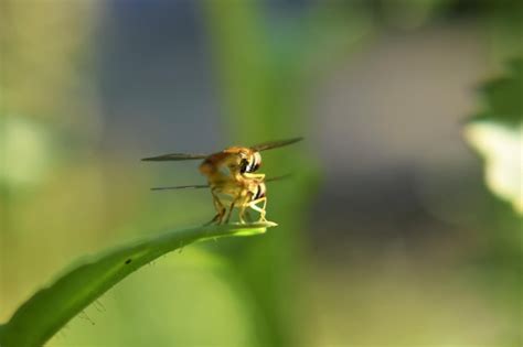 Premium Photo Bee Sex In Nature