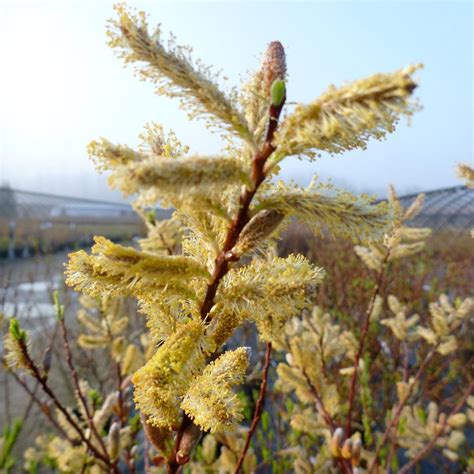 Salix Udensis Sekka From Nvk Nurseries