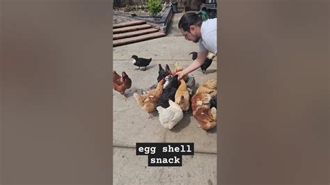 Birds Get Eggshell Snack To Eat And They Loveit 🥚 Fyp Dreams