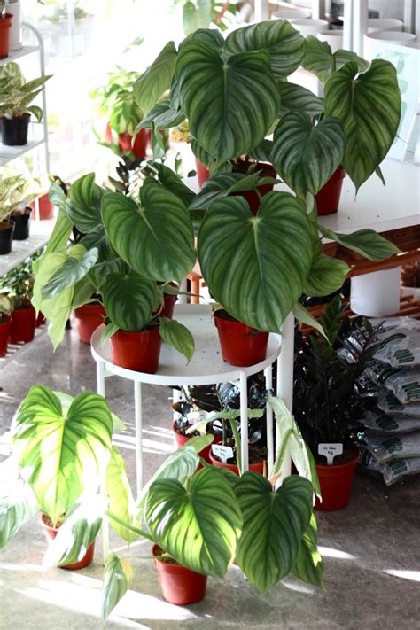 Philodendron Pastazanum Silver Furniture And Home Living Gardening