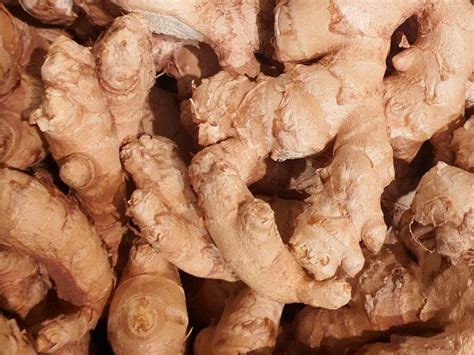 Zingiber Officinale Roscoe Ginger World Flora Pl NtNet Identify