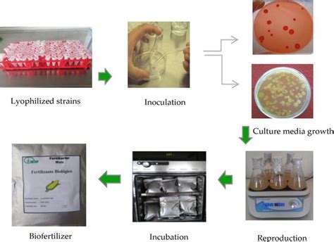 Use Of Biofertilizers In Agricultural Production IntechOpen