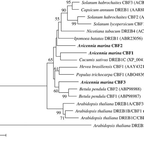 Phylogenetic Tree Of Cbf Proteins Multiple Alignments Of Amino Acid