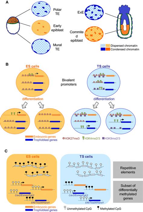 Characteristics Of The Epigenome Of Mouse TS And ES Cells A Global