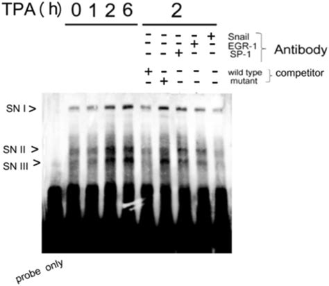 Emsa For In Vitro Binding Of Snail To The Proposed Snail Binding Region