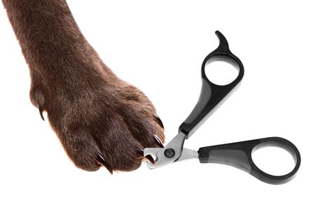 How To Trim Your Dogs Nails American Animal Hospital