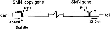 The survival motor neuron ( SMN ) gene has a highly homologous copy... | Download Scientific Diagram