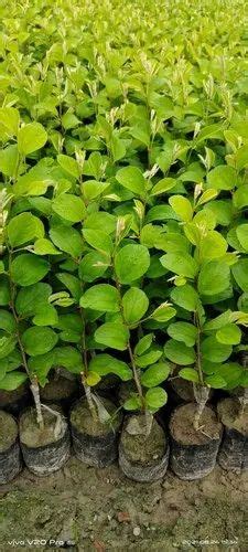 Kashmiri Apple Ber Plant Type Grafted At Rs Piece In Taki Id