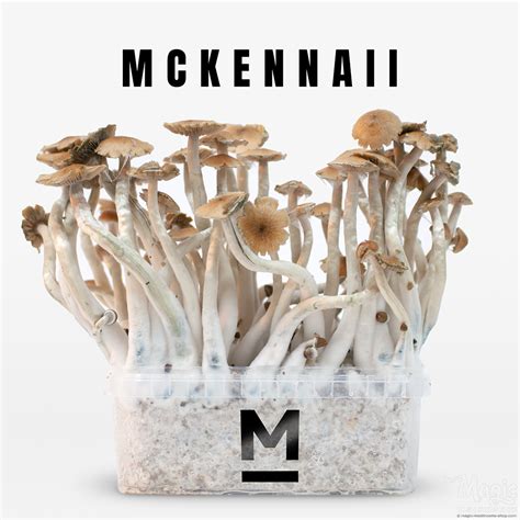 McKennaii Magic Mushroom Grow Kit Acquista Online