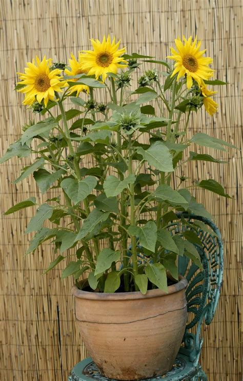 Growing Sunflowers In Pots Tips For Flourishing Blooms