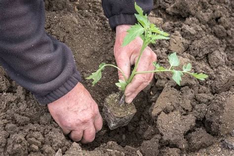 Man Planting A Tomatoes Seedling In The Vegetable Garden Agriculture