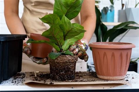 Find Out How And When To Repot Houseplants To Boost Their Growth