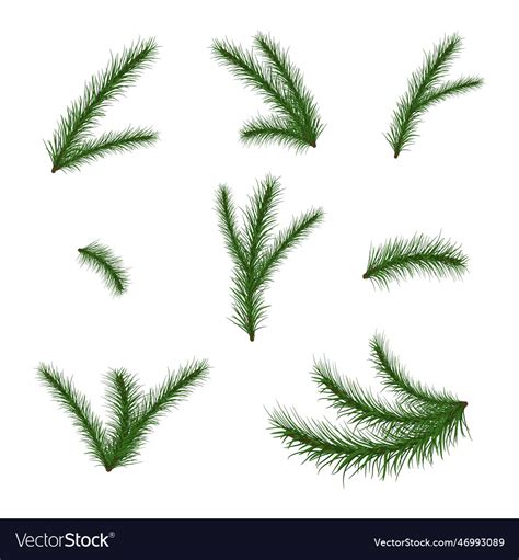 Set Of Fir Branches Christmas Tree Pine Winter Vector Image