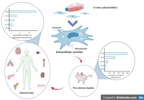 Clinical Applications Of Mesenchymal Stem Stromal Cell Derived Extracellular Vesicles Exosome Rna