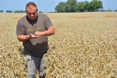 PORADNIK Jak plonują polskie odmiany pszenicy w trudnych warunkach