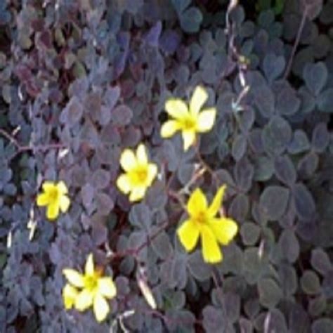 Oxalis Zinfandel Plug Plants Hanging Basket Plants Fuchsia